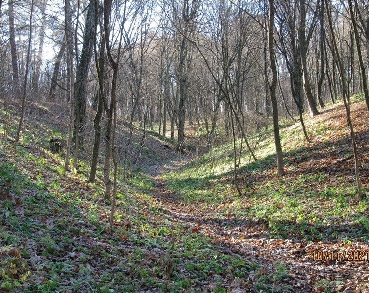 Рів у Кривинському парку. Сучасний вигляд. Фото Т. Вихованця.